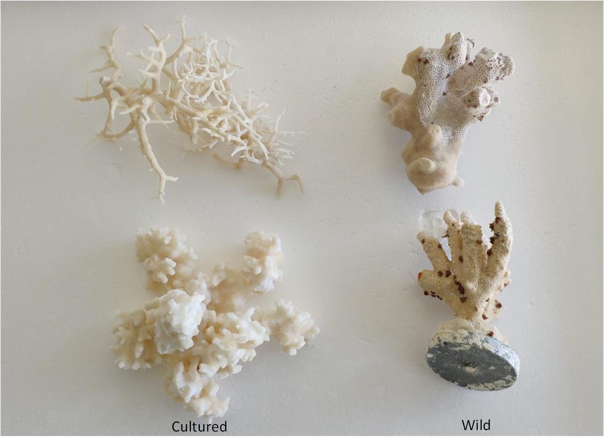 Cultured vs. Wild Coral 