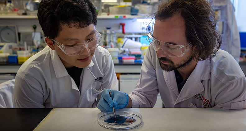 Dr. Holle leaning over a petri dish in the lab