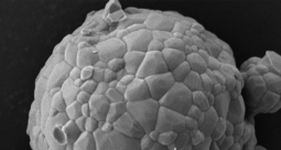 CaP Biomaterials Marks 20 Years